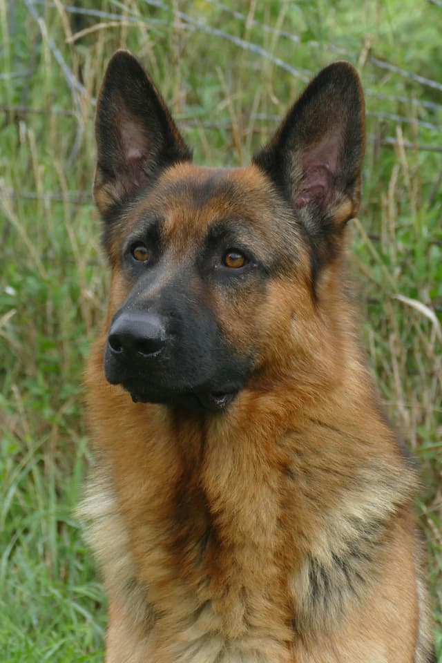 German Shepherd Dog Puppies media 10
