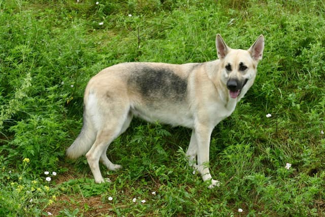 German Shepherd Dog Puppies media 11