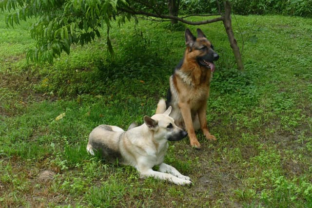 German Shepherd Dog Puppies media 14