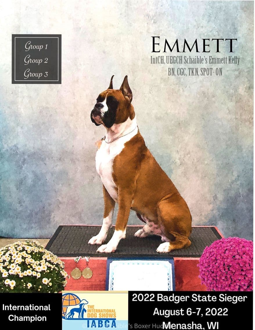 A 1st class Boxer Litter breeder image 4