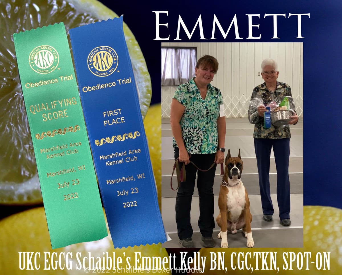 A 1st class Boxer Litter breeder image 5