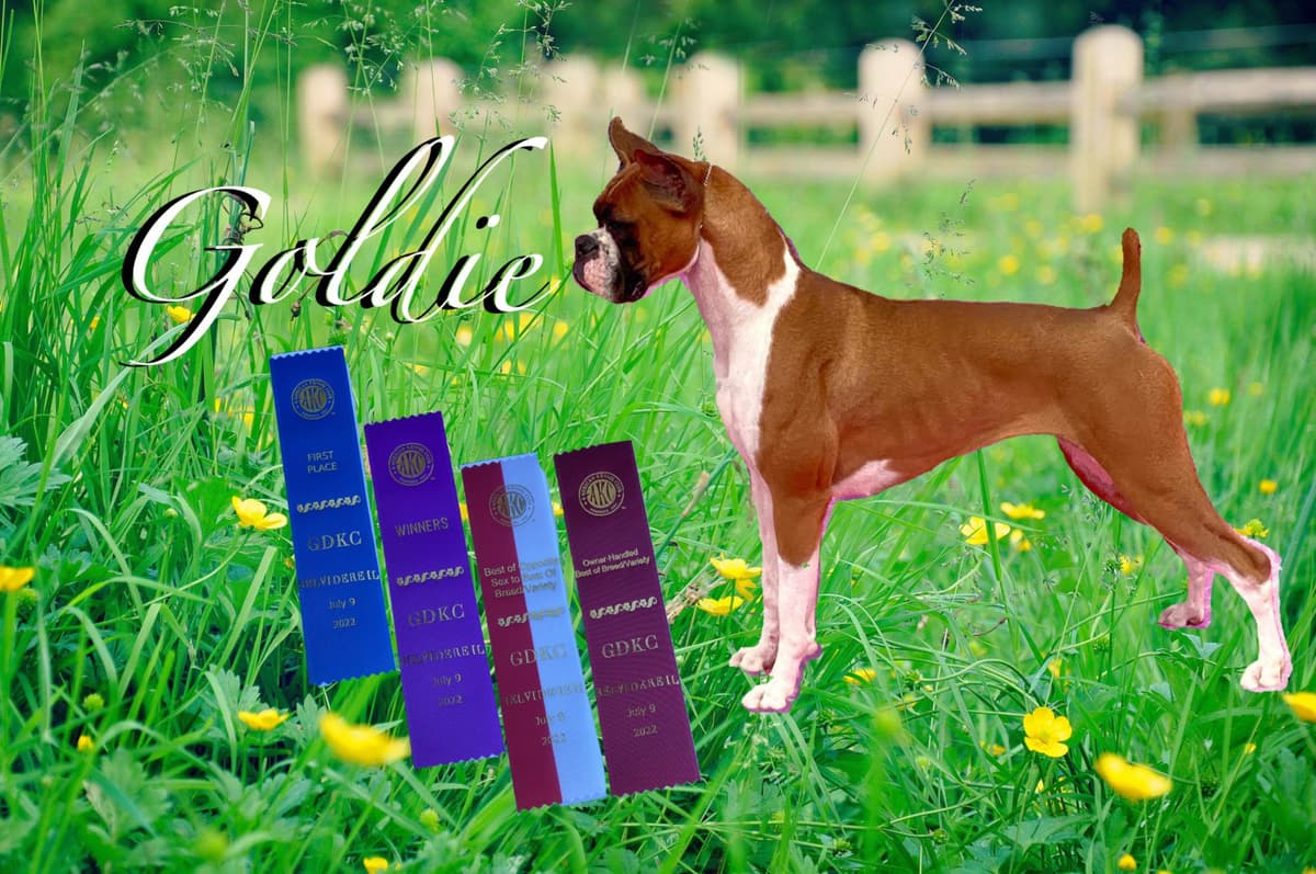 A 1st class Boxer Litter breeder image 6
