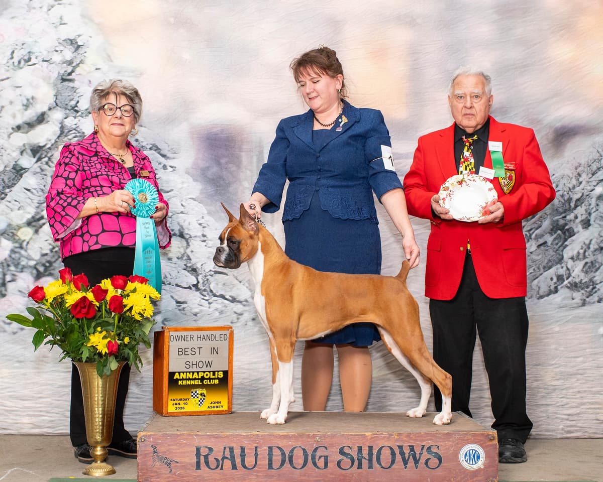 A 1st class Boxer Litter breeder image 1