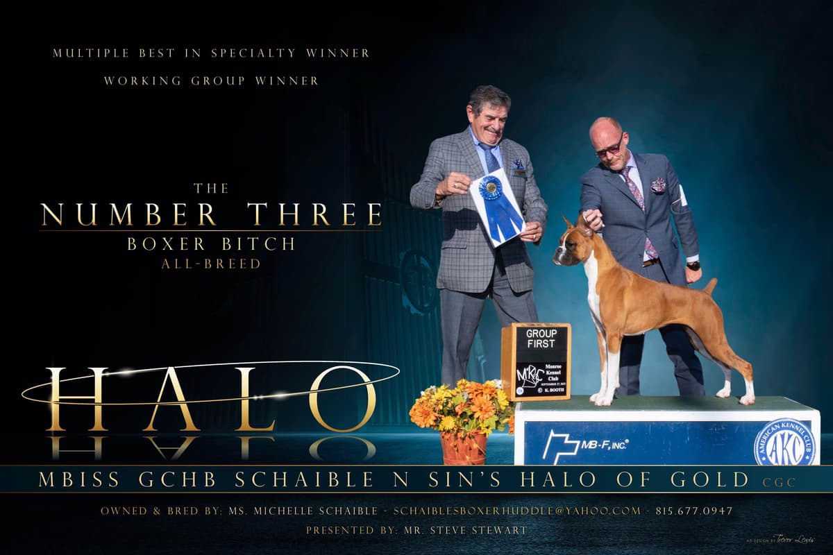 A 1st class Boxer Litter breeder image 2