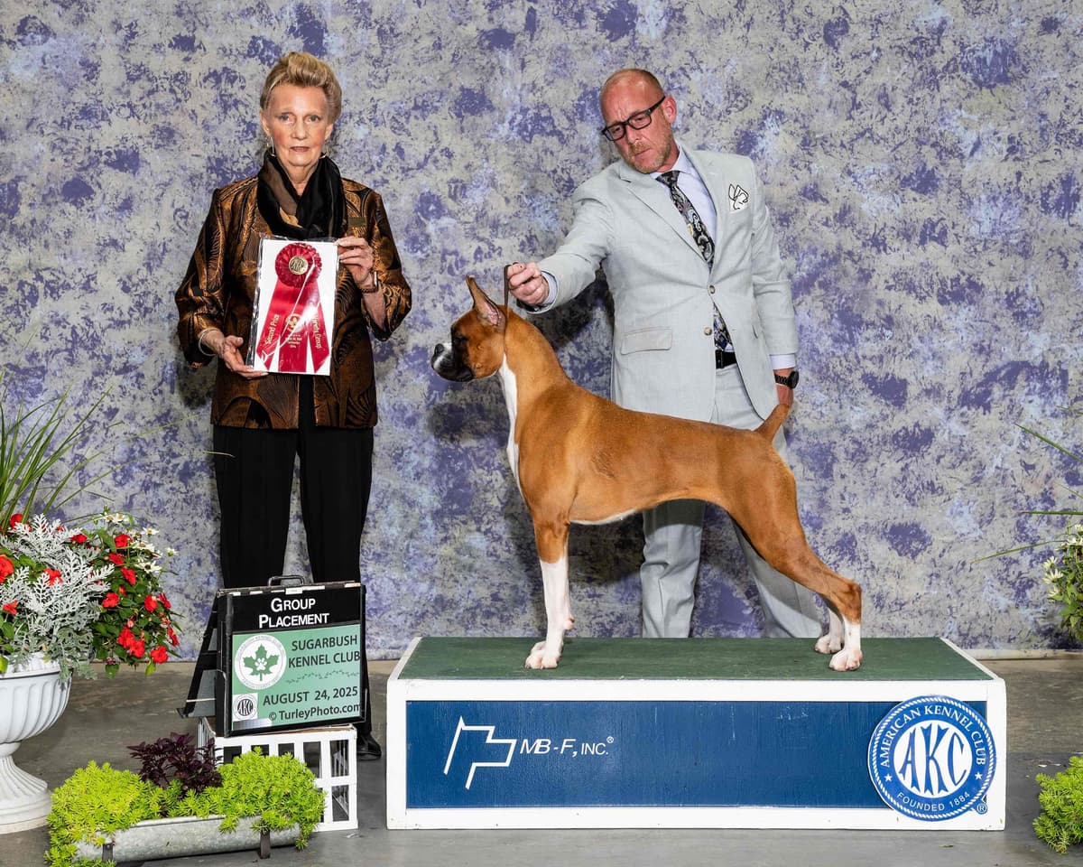 A 1st class Boxer Litter breeder image 7