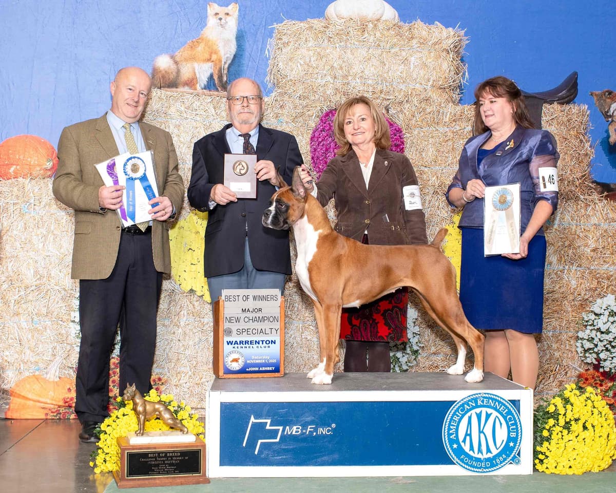 A 1st class Boxer Litter breeder image 9