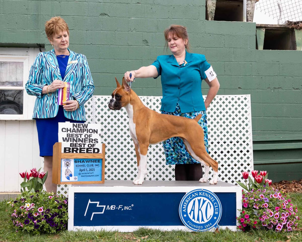 A 1st class Boxer Litter breeder image 11