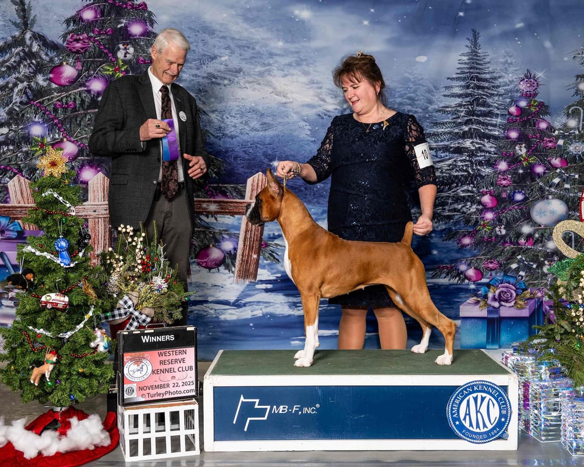 A 1st class Boxer Litter breeder image 12