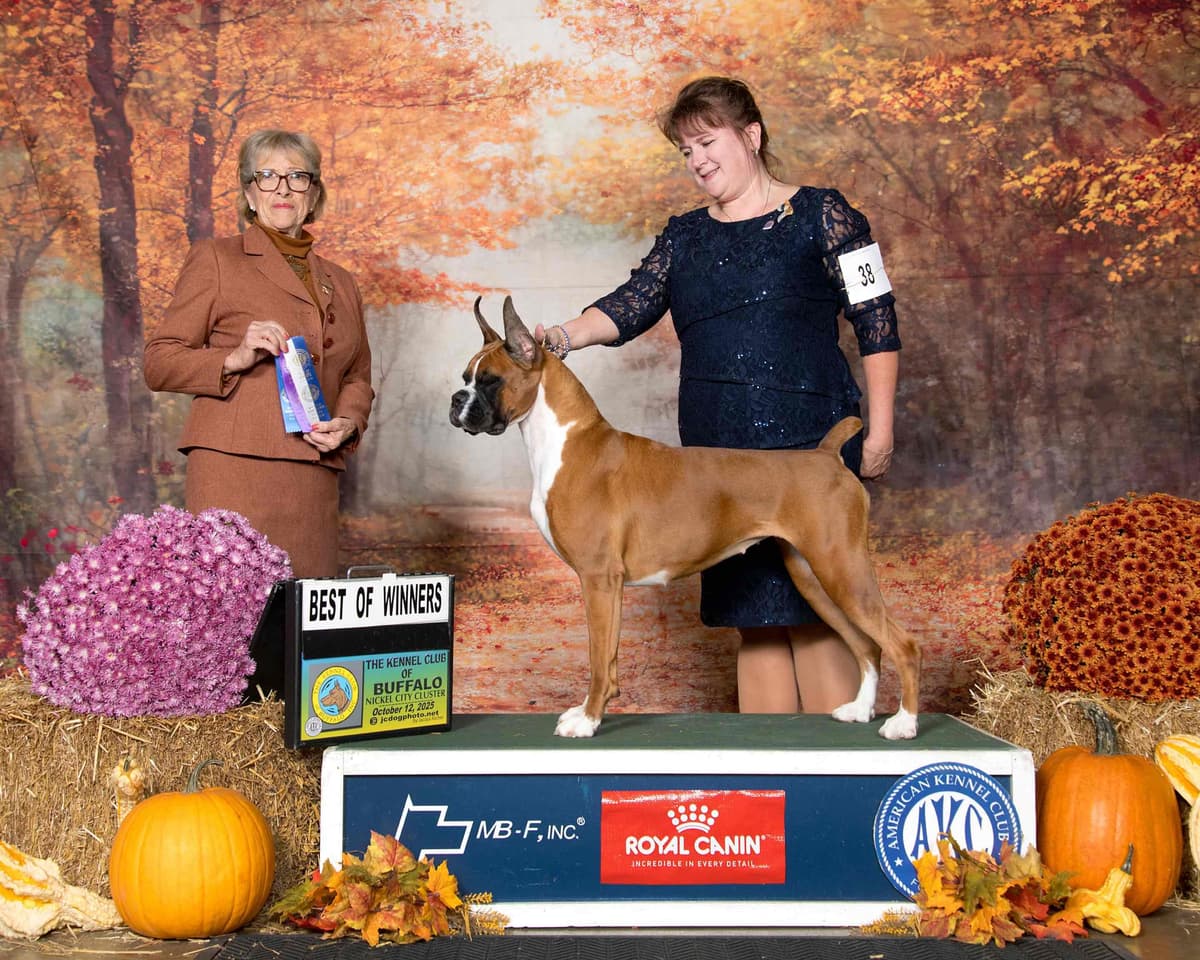A 1st class Boxer Litter breeder image 13