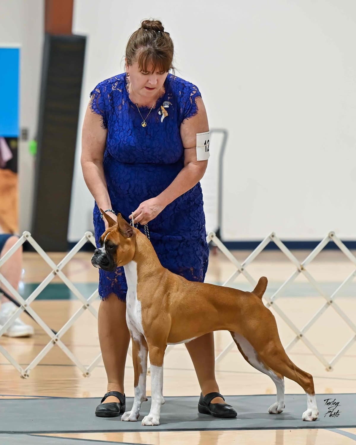 A 1st class Boxer Litter breeder image 14