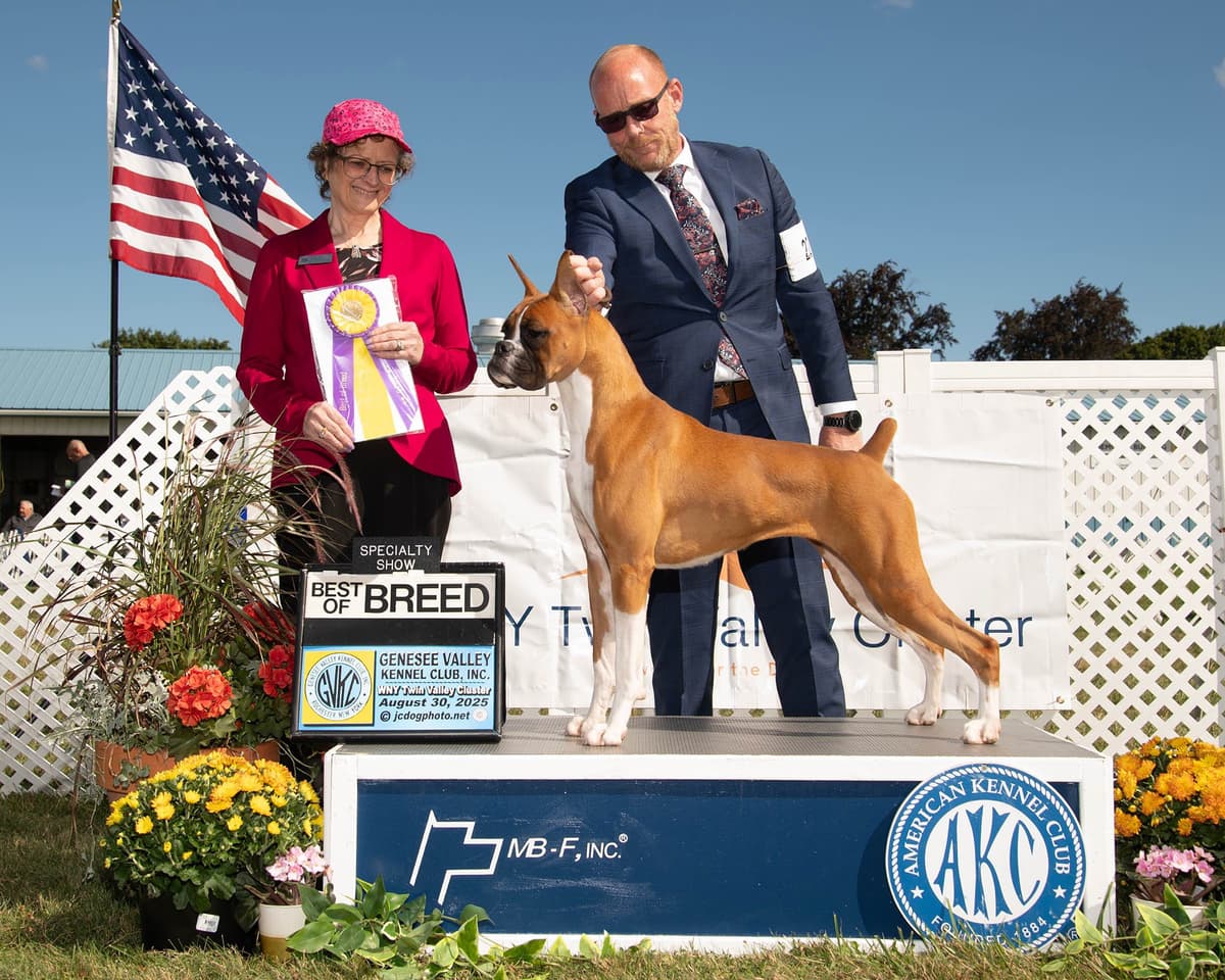 A 1st class Boxer Litter breeder image 15