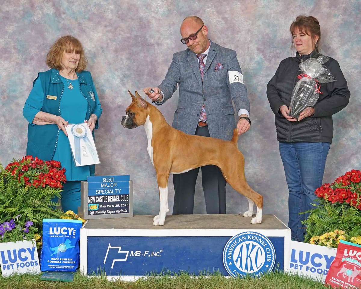 A 1st class Boxer Litter breeder image 16