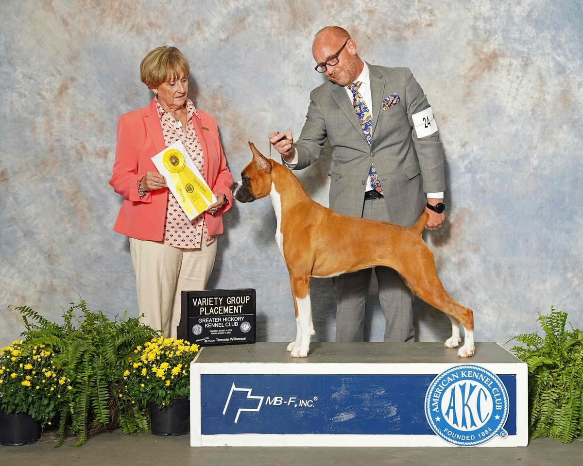 A 1st class Boxer Litter breeder image 17