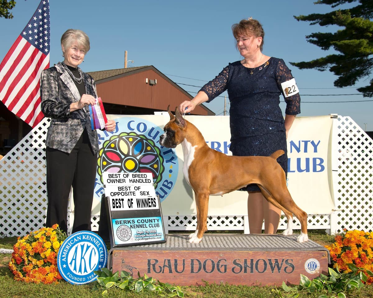A 1st class Boxer Litter breeder image 18