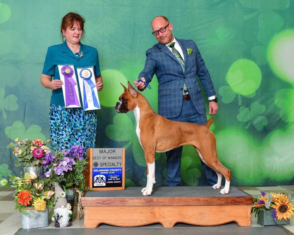 A 1st class Boxer Litter breeder image 19