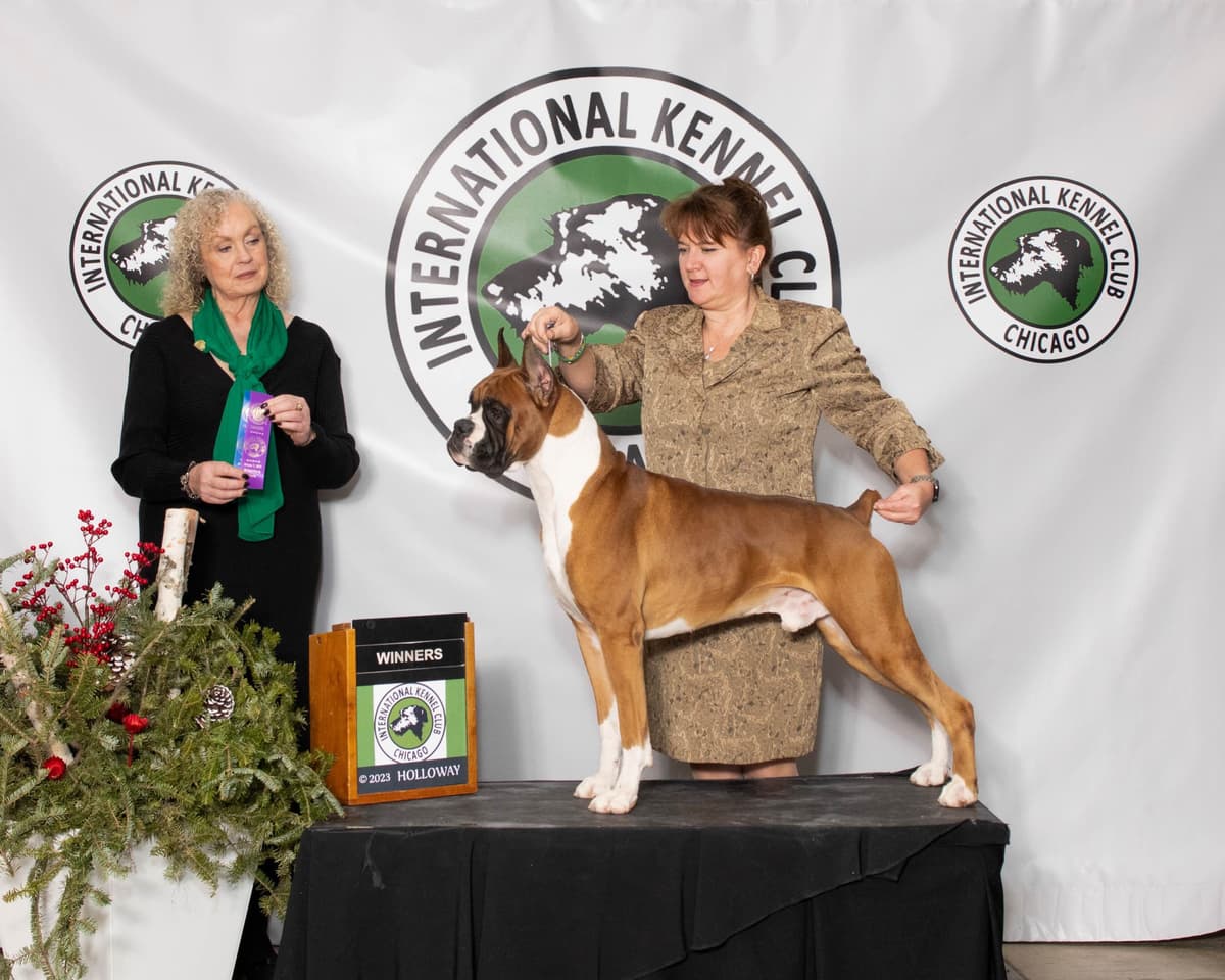 A 1st class Boxer Litter breeder image 21