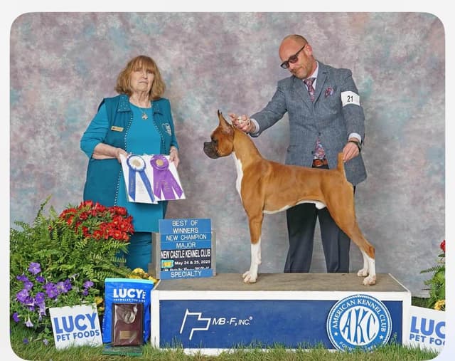 Exceptional  AKC Boxer Puppies media 2