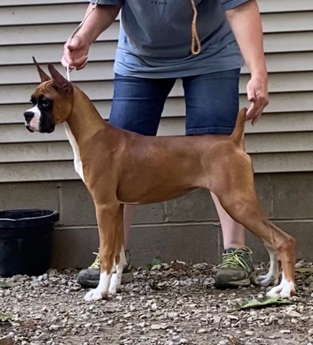 Exceptional  AKC Boxer Puppies media 3