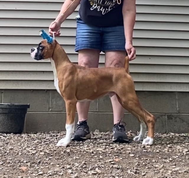Exceptional  AKC Boxer Puppies media 4