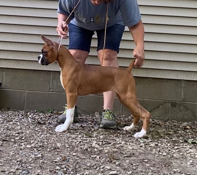 A 1st class Boxer Litter media 2
