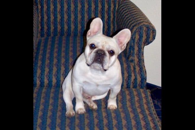 French Bulldog Puppies breeder image 1