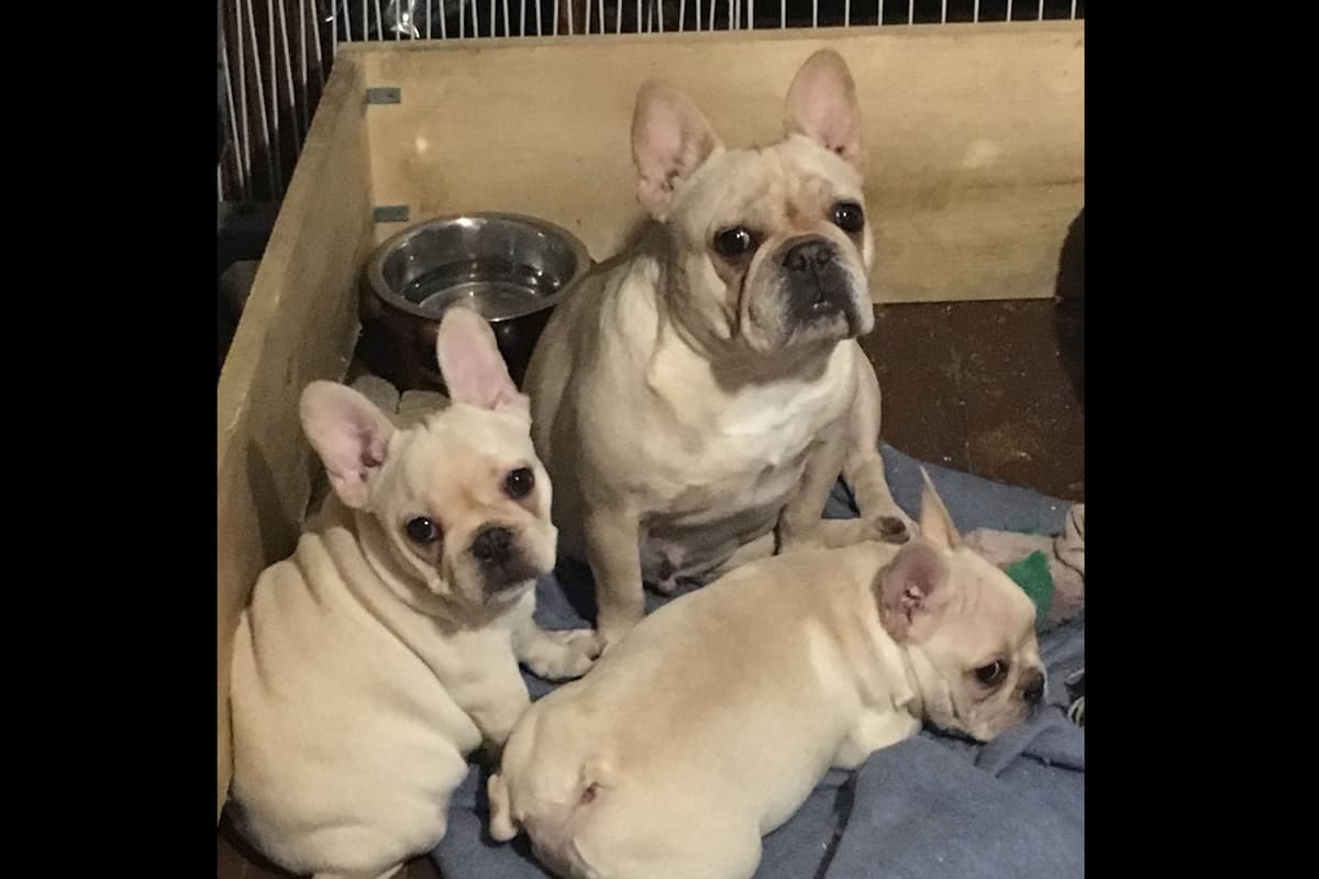 French Bulldog Puppies breeder image 3
