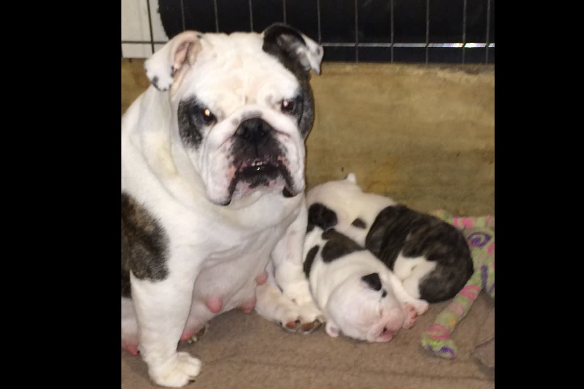 French Bulldog Puppies breeder image 5
