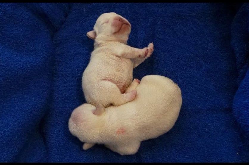 French Bulldog Puppies breeder image 7