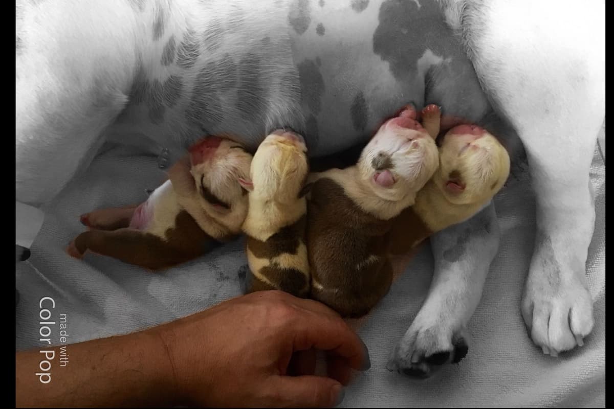 French Bulldog Puppies breeder image 8