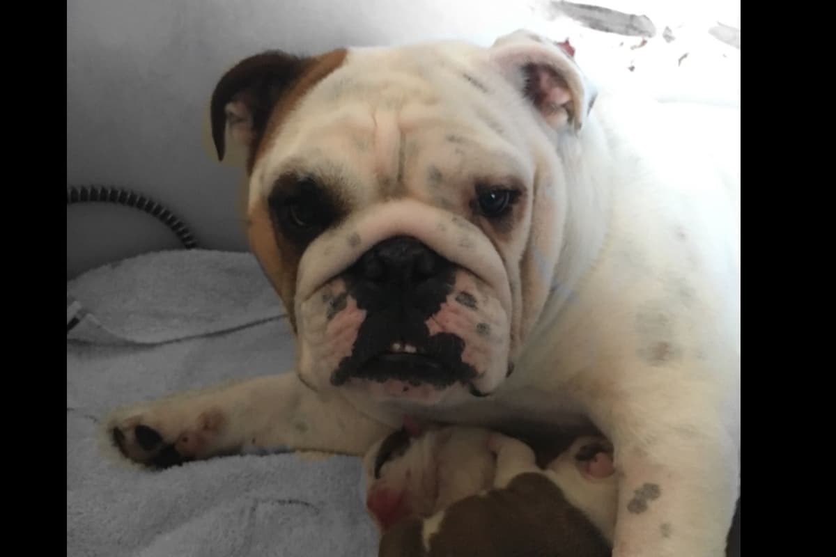French Bulldog Puppies breeder image 10