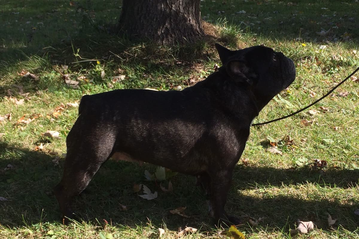 French Bulldog Puppies breeder image 11