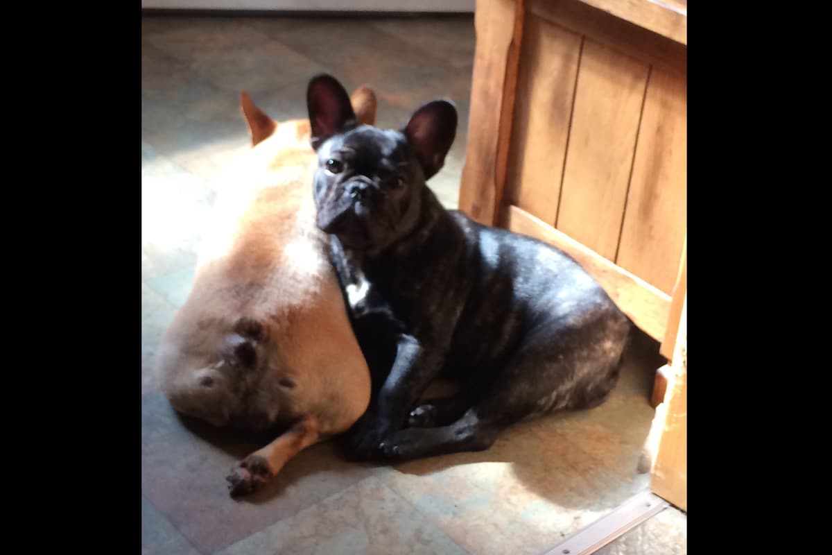 French Bulldog Puppies breeder image 12
