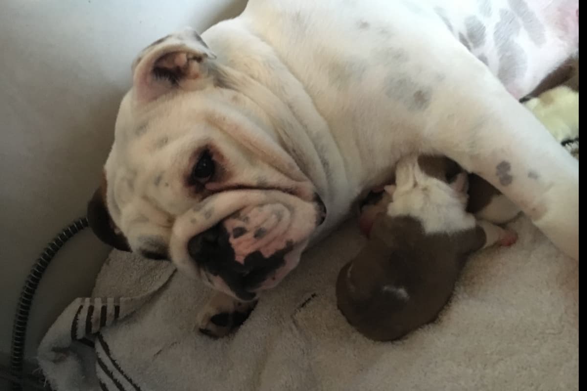 French Bulldog Puppies breeder image 13