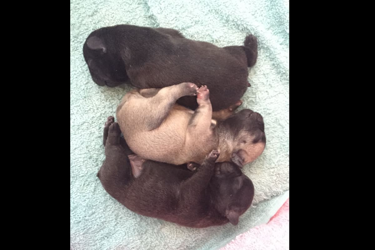 French Bulldog Puppies breeder image 14