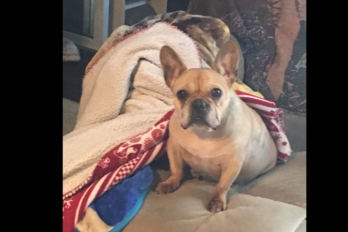 French Bulldog Puppies breeder image 17