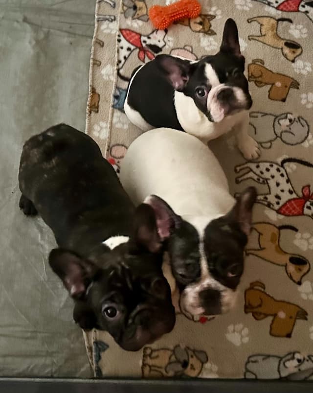 French Bulldog Puppies media 2