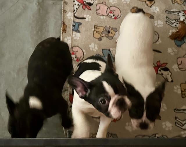 French Bulldog Puppies media 3