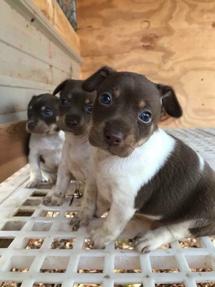 Rat Terrier Puppies breeder image 2
