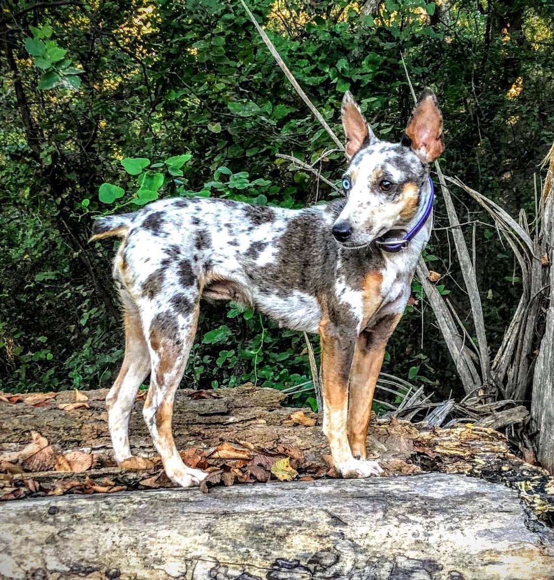 Rat Terrier Puppies breeder image 7