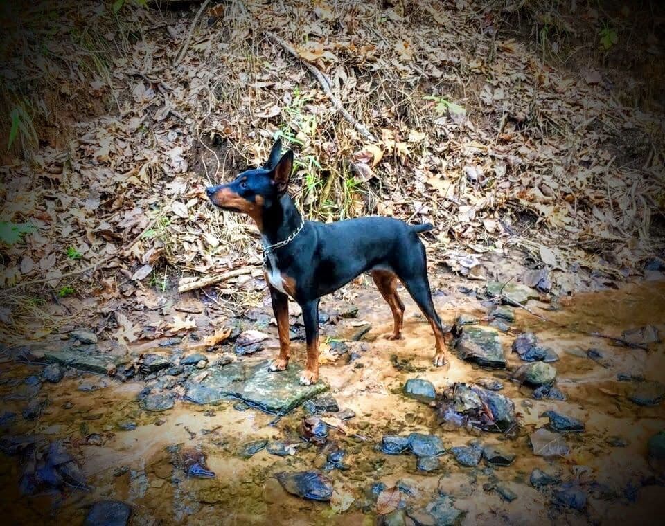 Rat Terrier Puppies breeder image 9