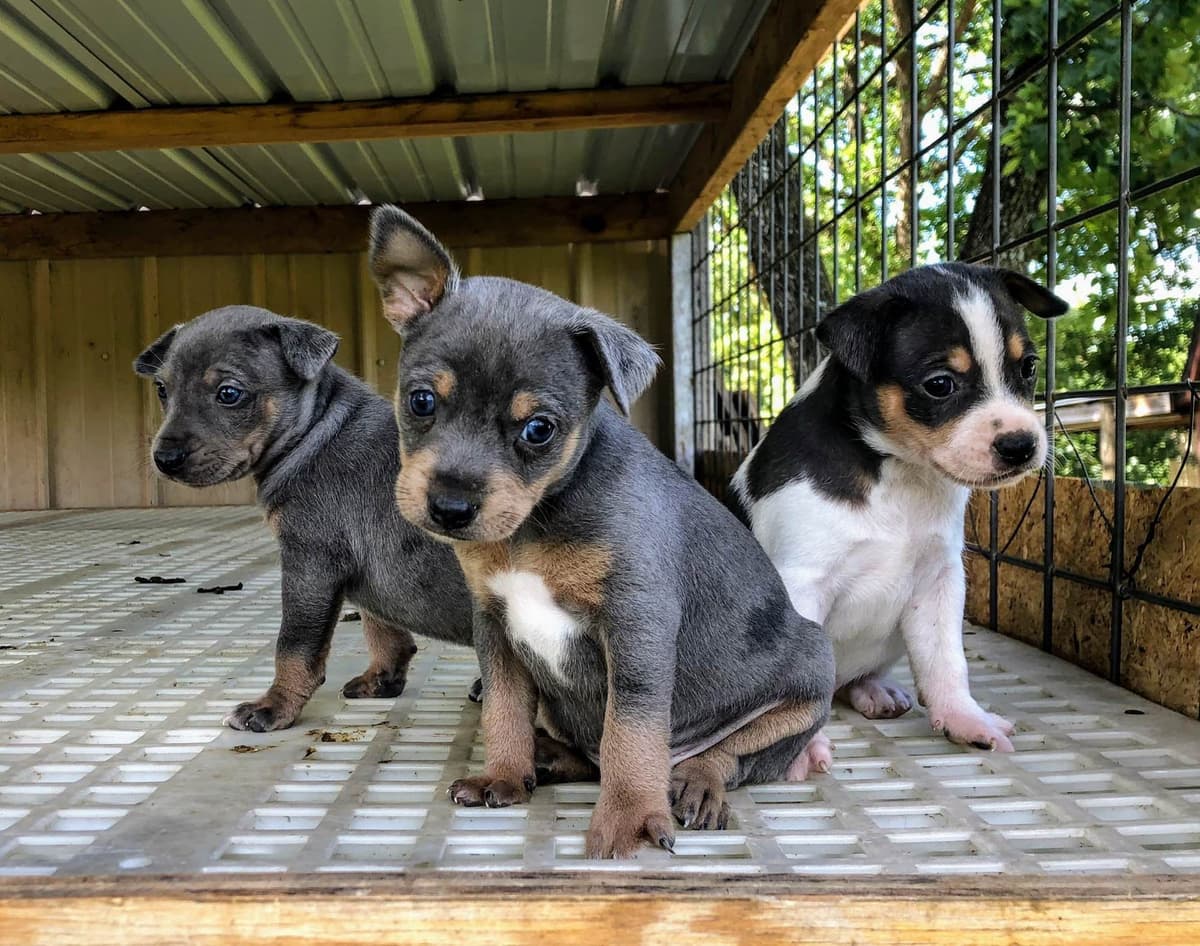 Rat Terrier Puppies breeder image 10
