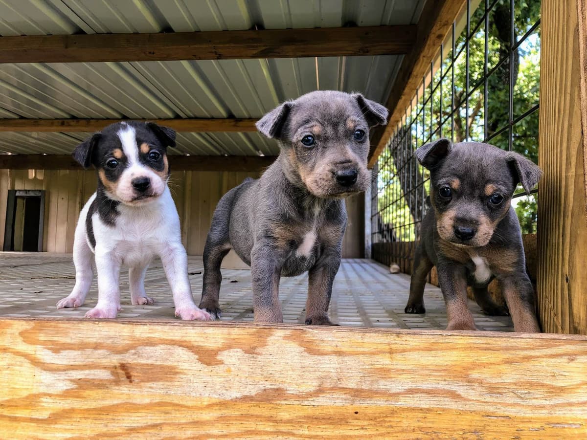 Rat Terrier Puppies breeder image 11