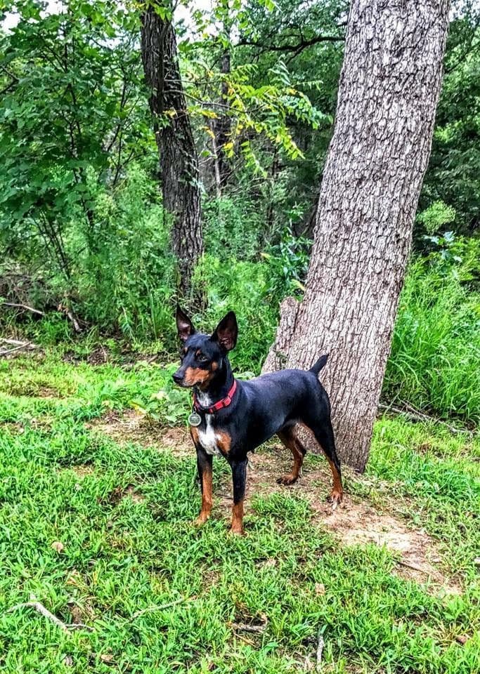Rat Terrier Puppies breeder image 12