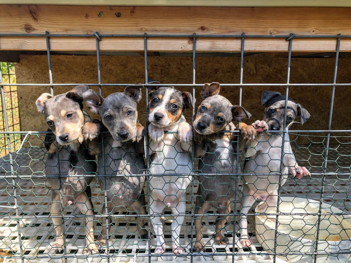 Rat Terrier Puppies breeder image 14