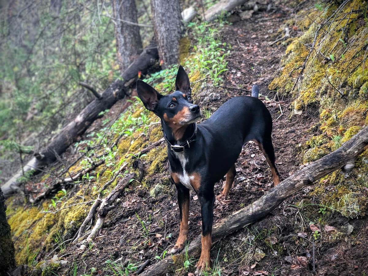 Rat Terrier Puppies breeder image 18