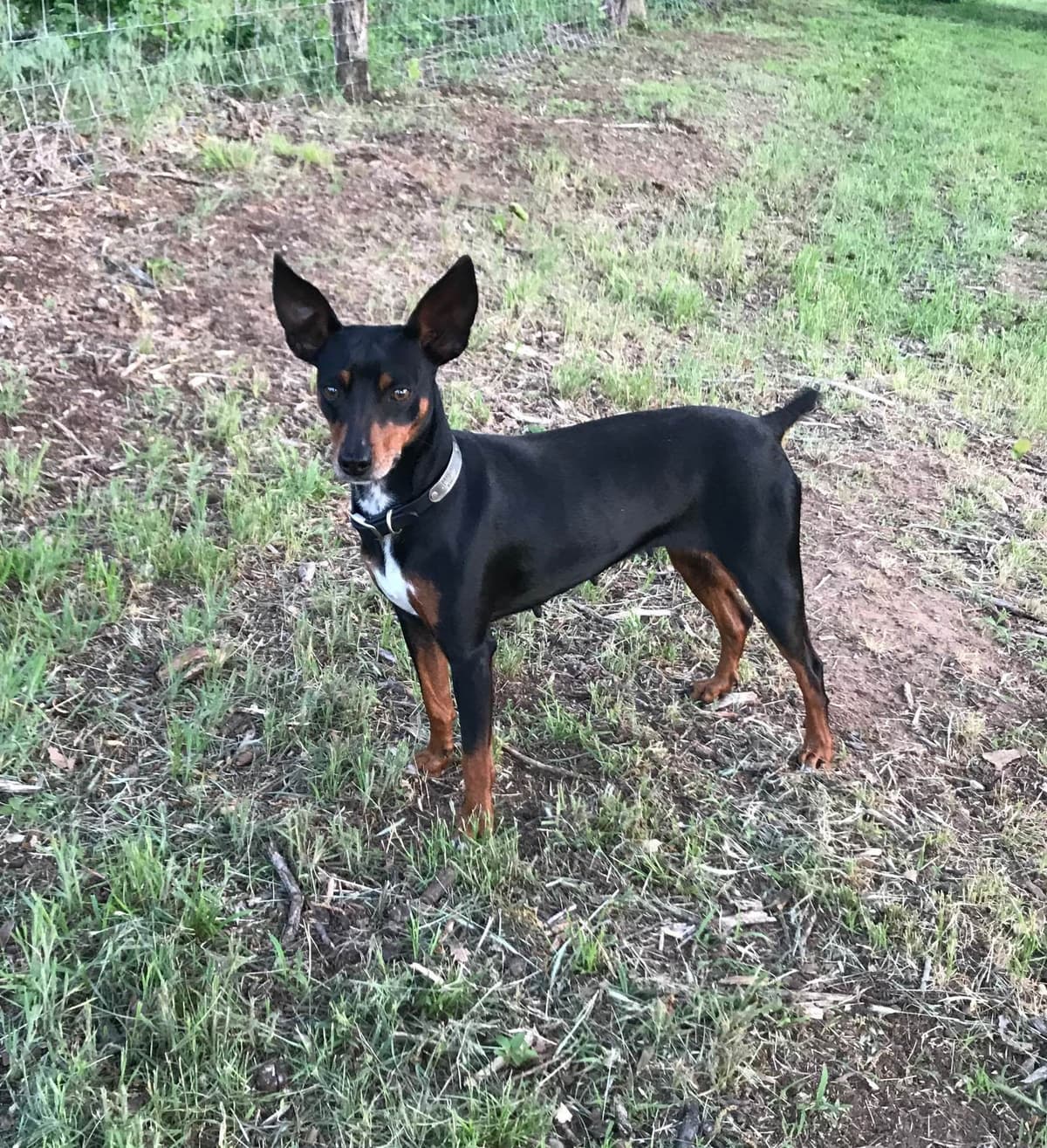 Rat Terrier Puppies breeder image 19