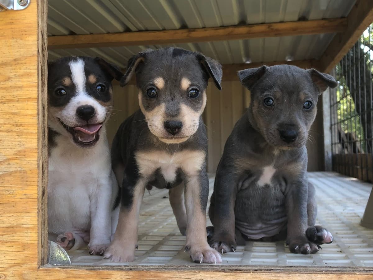 Rat Terrier Puppies breeder image 21