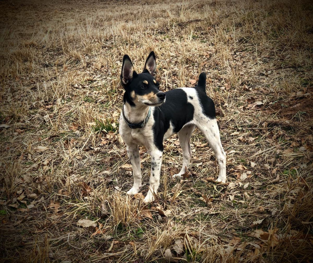 Rat Terrier Puppies breeder image 23