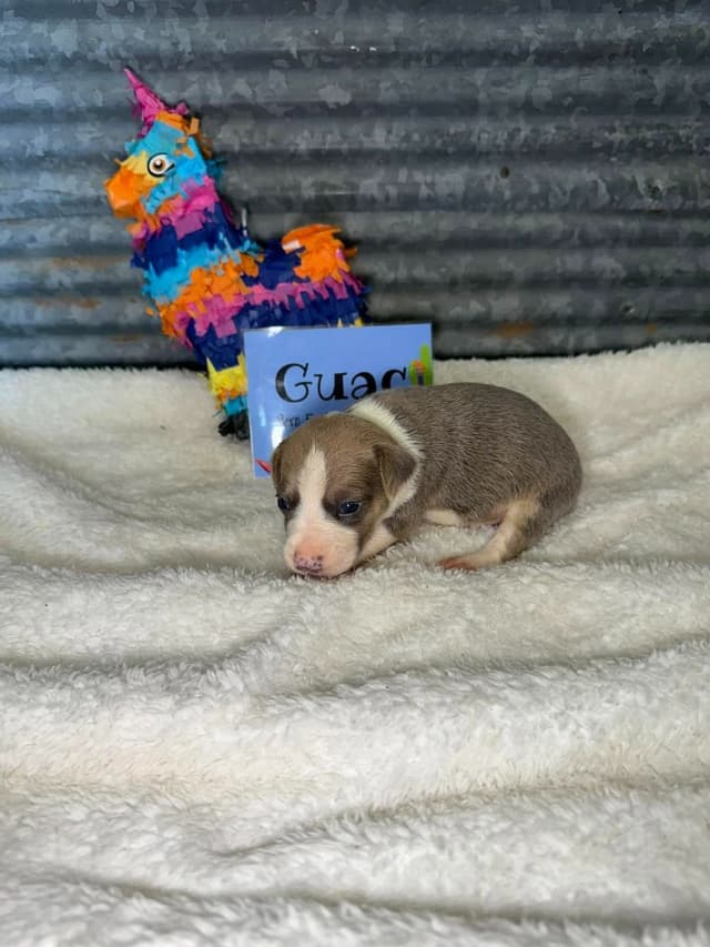 Rat Terrier Puppies media 2