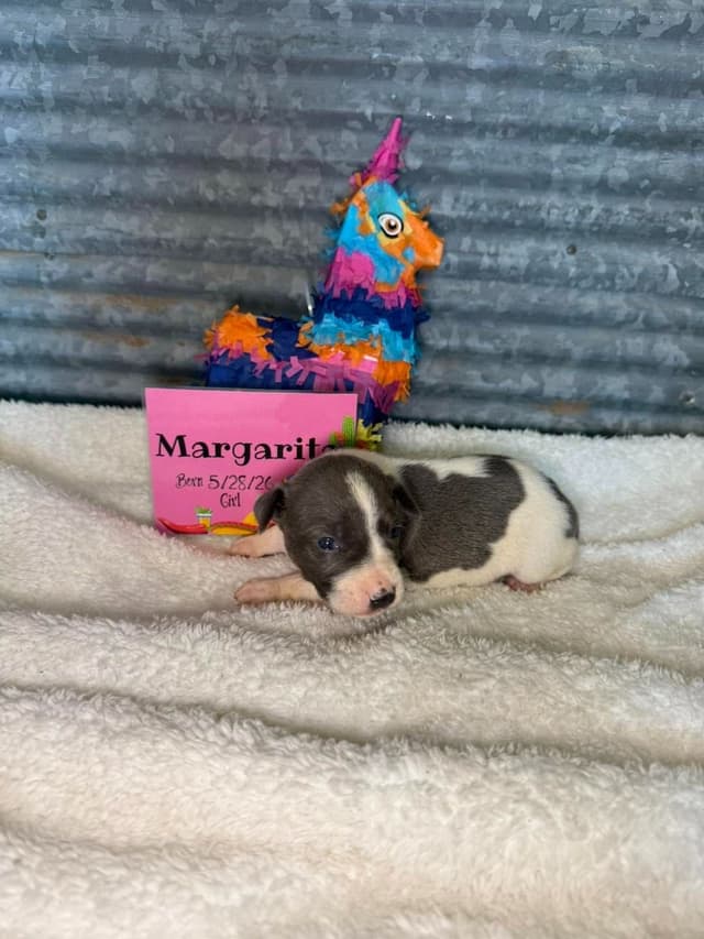Rat Terrier Puppies media 3